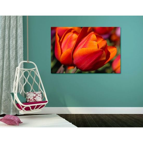 Obraz překrásné oranžové tulipány