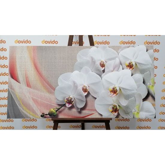 Obraz krása bílé orchideje na plátně