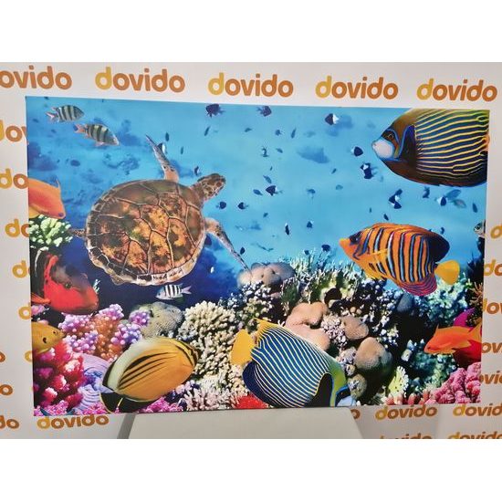 Obraz svět pod mořskou hladinou