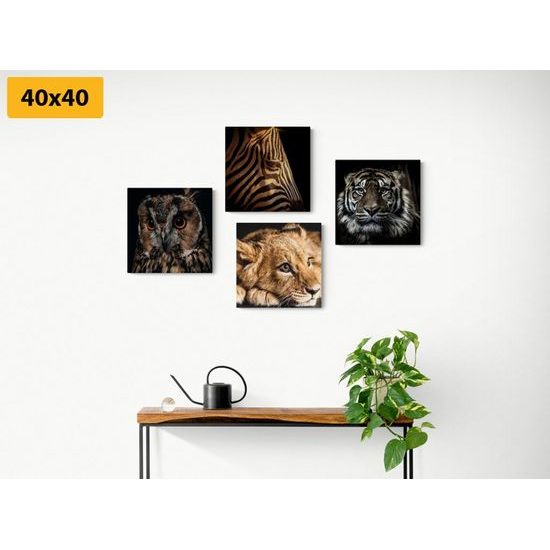 Set obrazů exotická zvířata