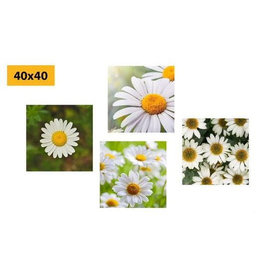 Set obrazů krásné sedmikrásky