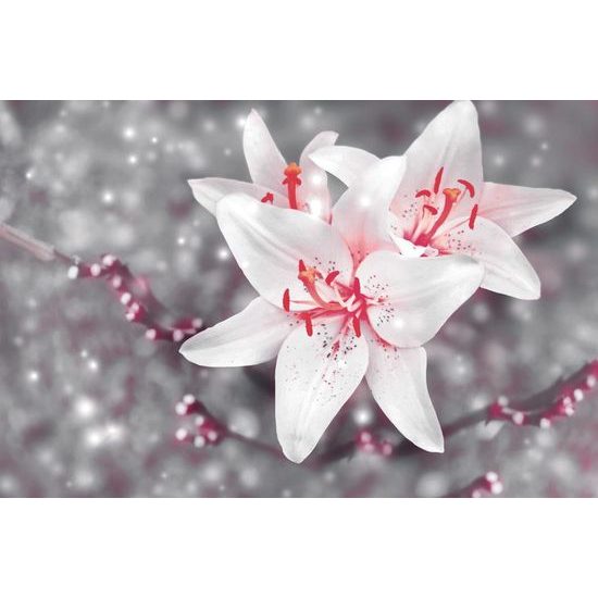 Samolepící fototapeta romantická bílá lilie