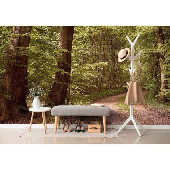 Fototapeta procházka lesem