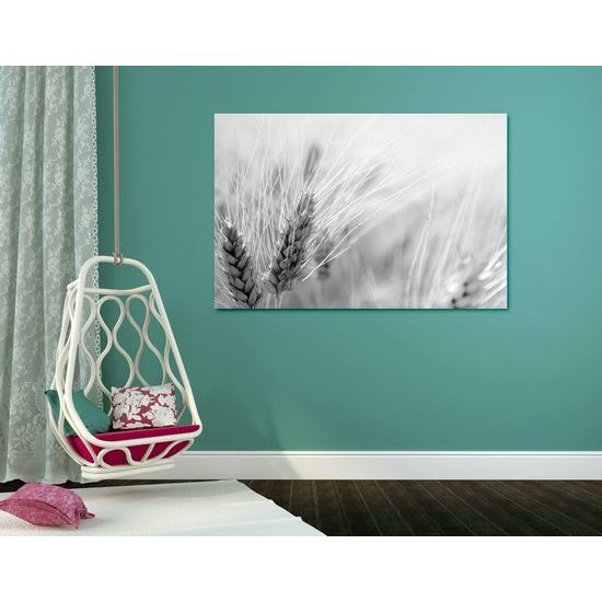 Obraz detail pšenice v černobílém provedení