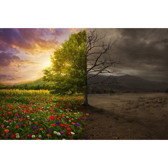 Samolepící tapeta dvoutvárnost stromu