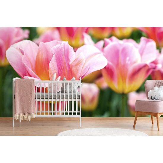 Samolepící fototapeta růžově zbarvené tulipány