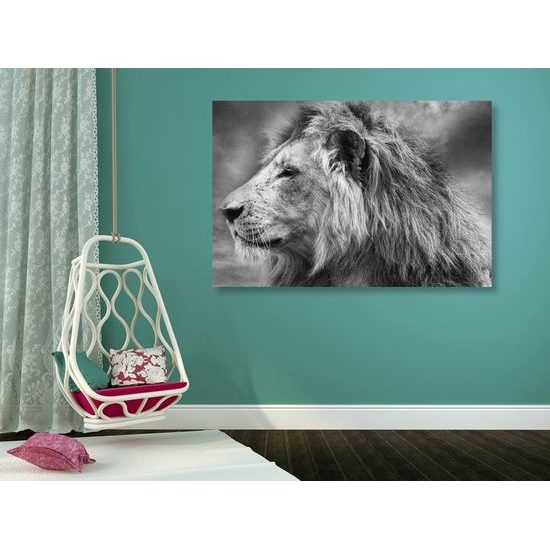 Obraz nádherný lev v černobílém provedení