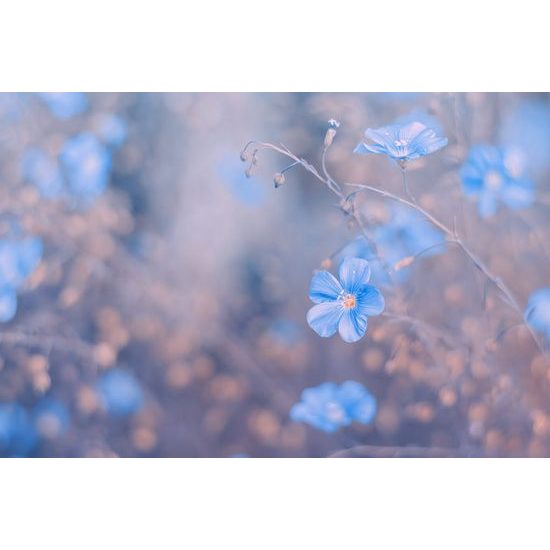 Tapeta drobné modré kvítky