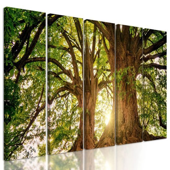 5-dílný obraz staré stromy