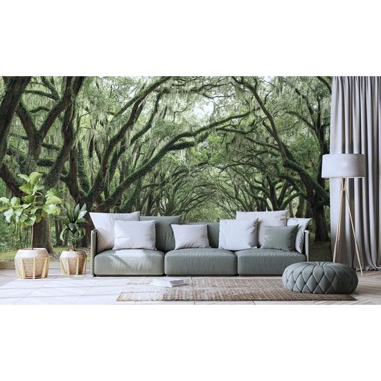 Samolepící fototapeta starý les