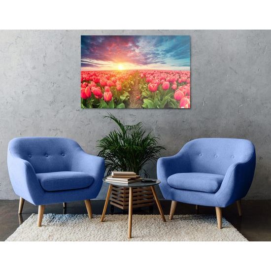 Obraz západ slunce nad rozkvinutými tulipány