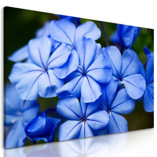 Obraz krásné nebesky modré květiny