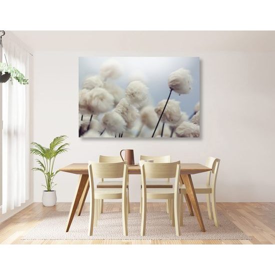 Obraz květiny bavlníku ve větru