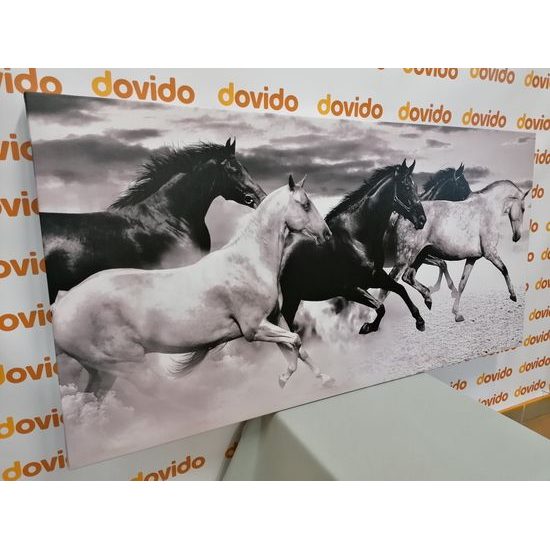 Obraz cválající koně v černobílém provedení