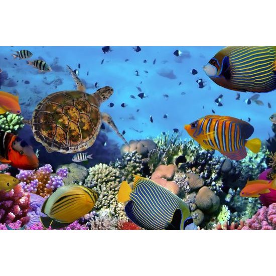 Obraz svět pod mořskou hladinou