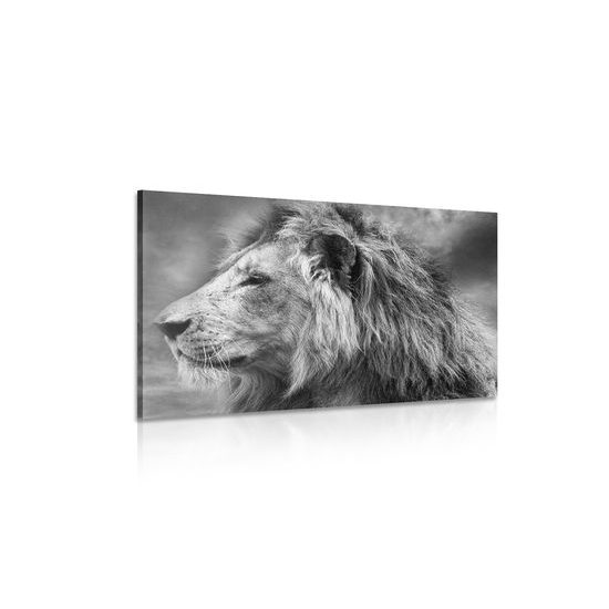 Obraz nádherný lev v černobílém provedení