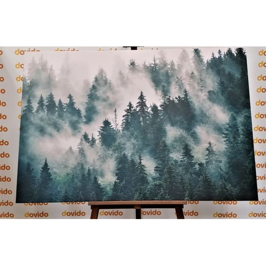 Obraz stromy zahalené do mlhy