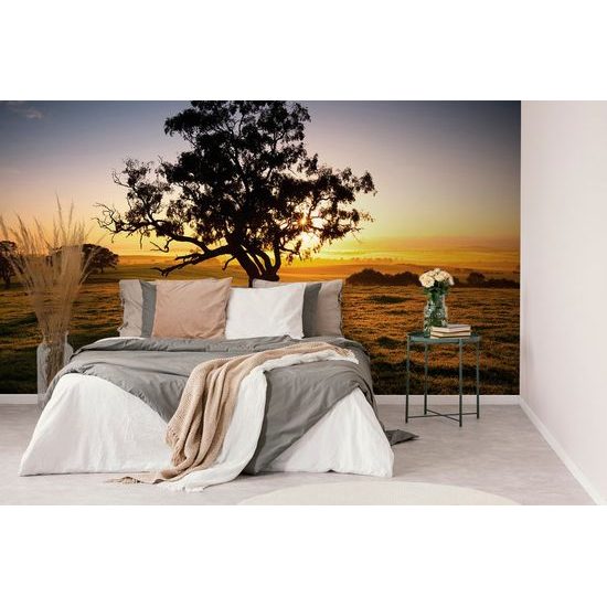 Fototapeta mohutný strom při západu slunce