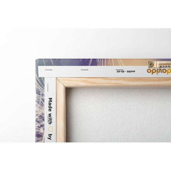 Obraz krása rozkvetlé pampelišky