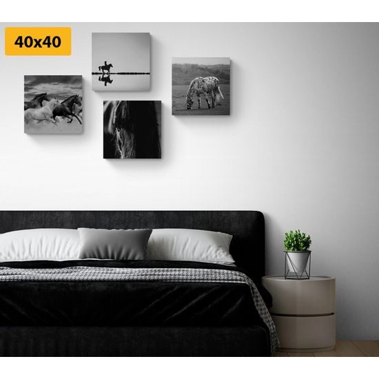 Set obrazů černobílá elegance koní