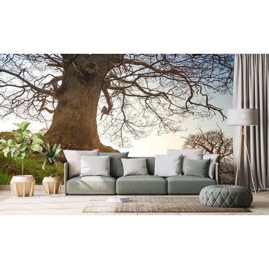 Samolepící fototapeta mohutné stromy v parku