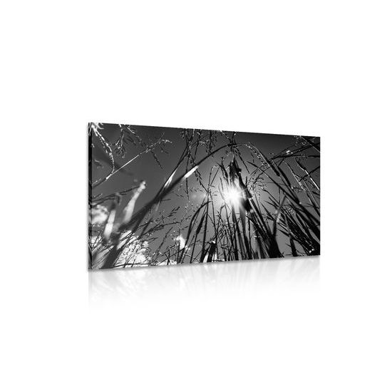 Obraz umělecká louka v černobílém provedení