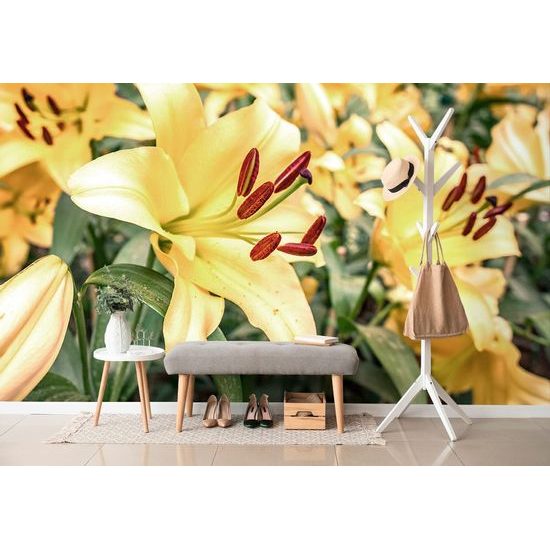 Samolepící fototapeta dokonalé květiny žluté lilie