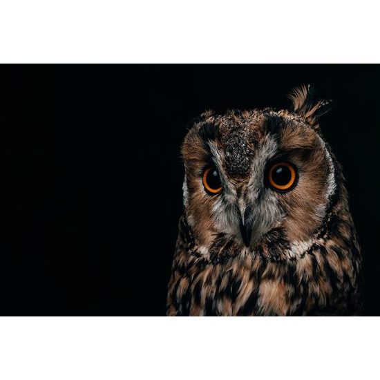 Samolepící fototapeta osamělá sova