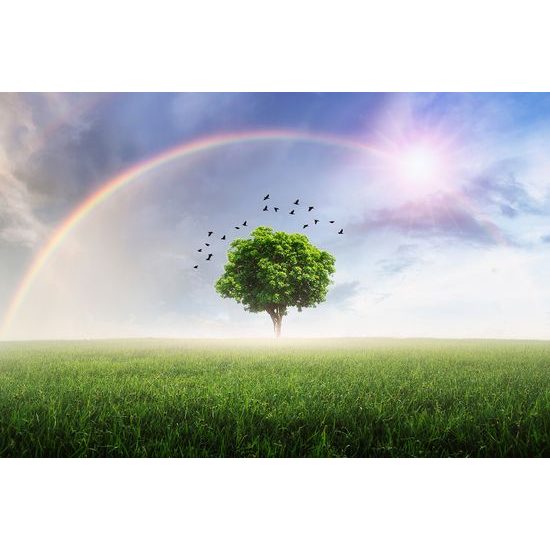 Samolepící tapeta magický strom pod duhou
