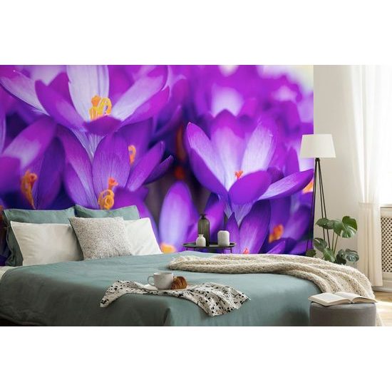 Jedinečná samolepící fototapeta půvabné květiny šafránu