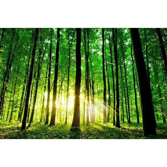 Samolepící fototapeta kouzlo lesa