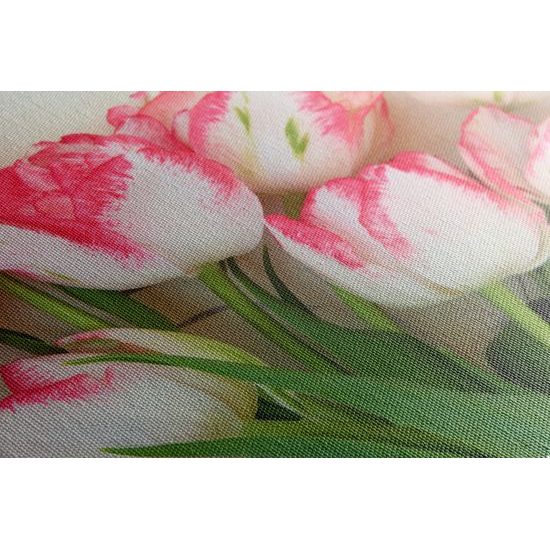 Obraz rozkvetlé tulipány