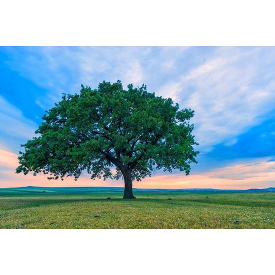 Originální fototapeta mohutný dub