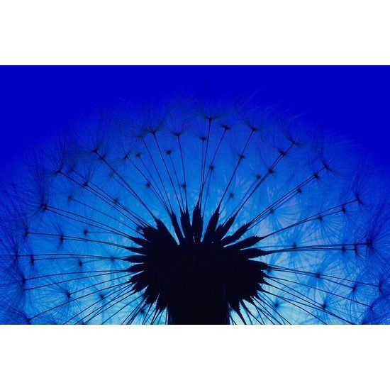 Tapeta pohádková pampeliška