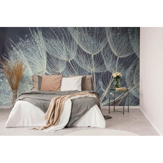 Nádherná fototapeta detail pampelišky s kapkami rosy