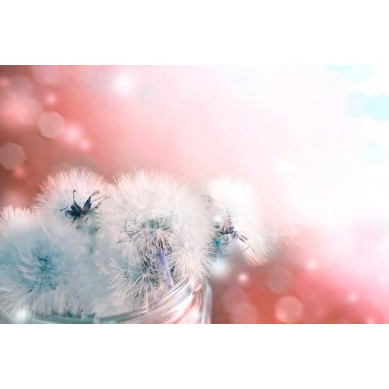 Okouzlující tapeta sklenici s pampeliškami