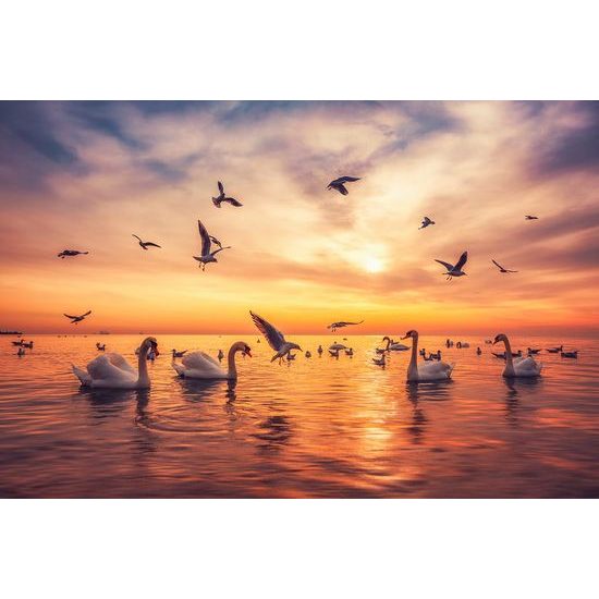 Fototapeta půvabné labutě při západu slunce
