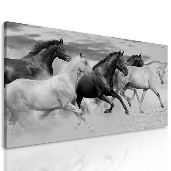 Obraz cválající koně v černobílém provedení