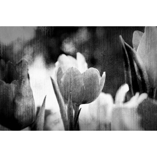 Zajímavá černobílá samolepící tapeta tulipány v retro provedení
