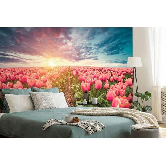 Tapeta východ slunce nad tulipánovým polem
