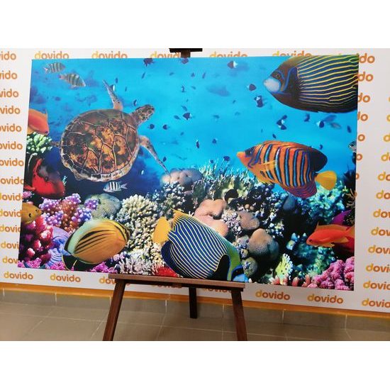 Obraz svět pod mořskou hladinou