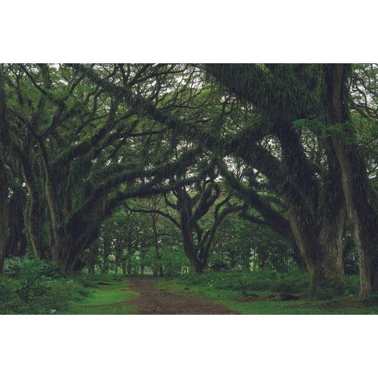 Samolepící fototapeta hustý les