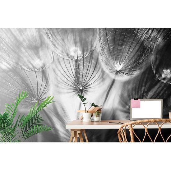 Zajímavá samolepící fototapeta černobílá pampeliška