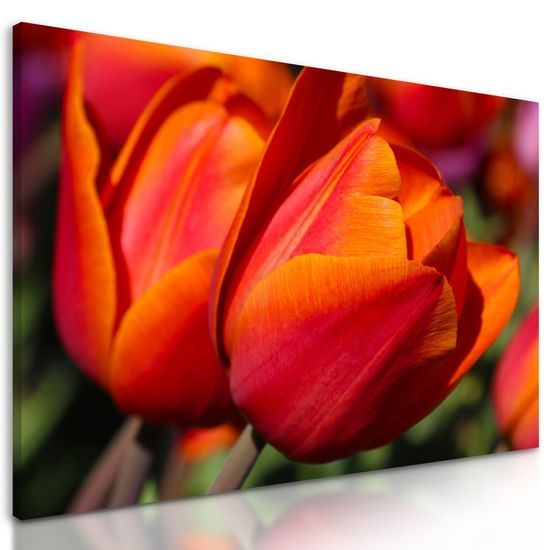 Obraz překrásné oranžové tulipány