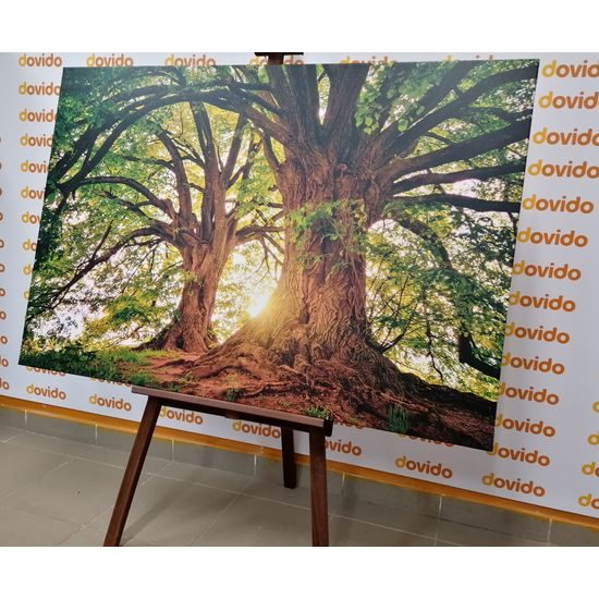 Obraz kouzlo mohutných stromů