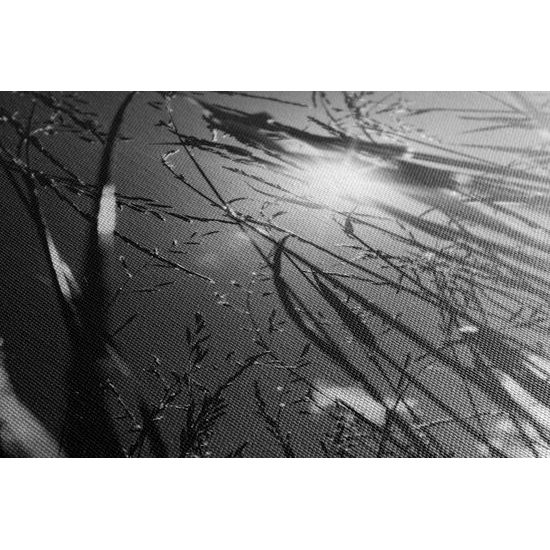 Obraz umělecká louka v černobílém provedení