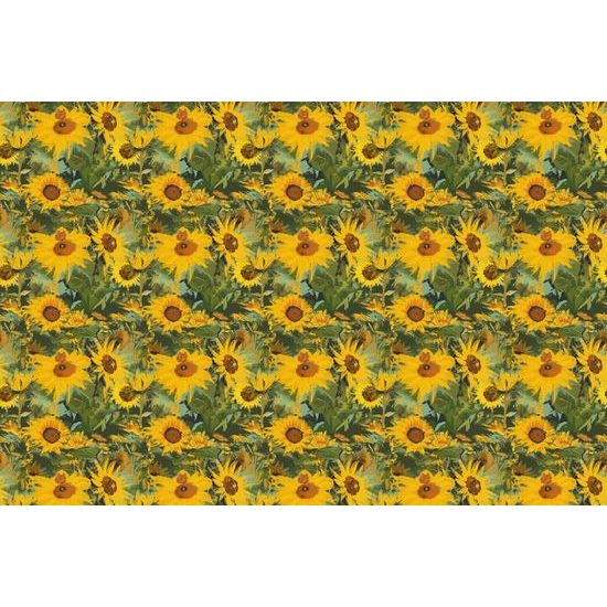 Samolepící tapeta okouzlující divoké slunečnice