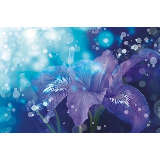 Tapeta magická lilie