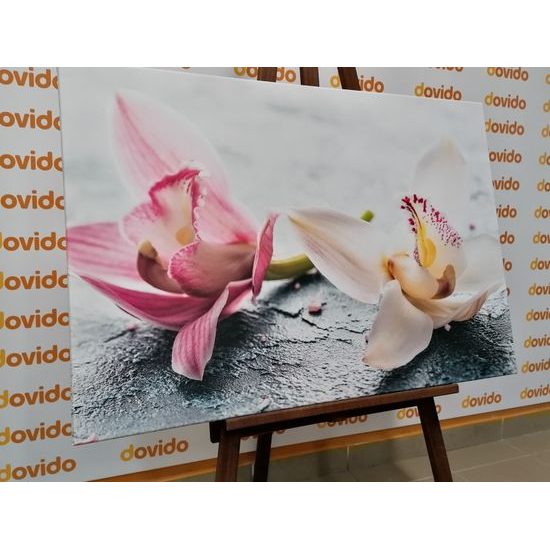 Obraz nádherné květiny orchideje