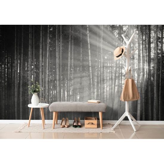 Nádherná černobílá fototapeta paprsky slunce mezi stromy